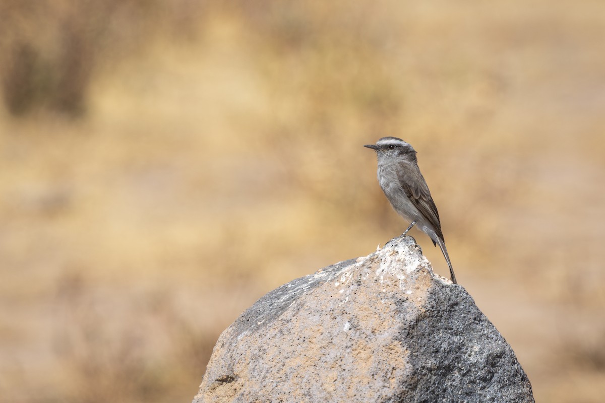 マミジロヒタキタイランチョウ - ML647785666