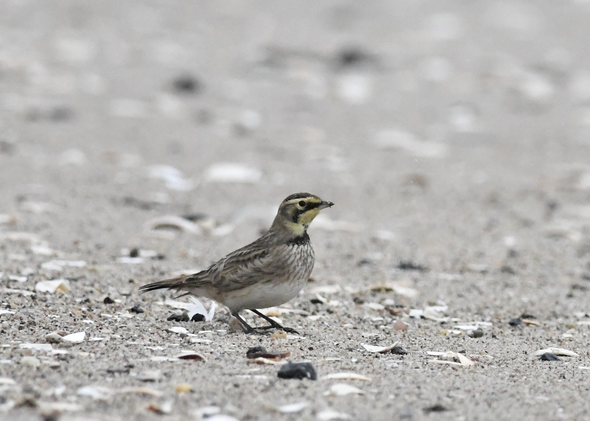 ハマヒバリ - ML647785667