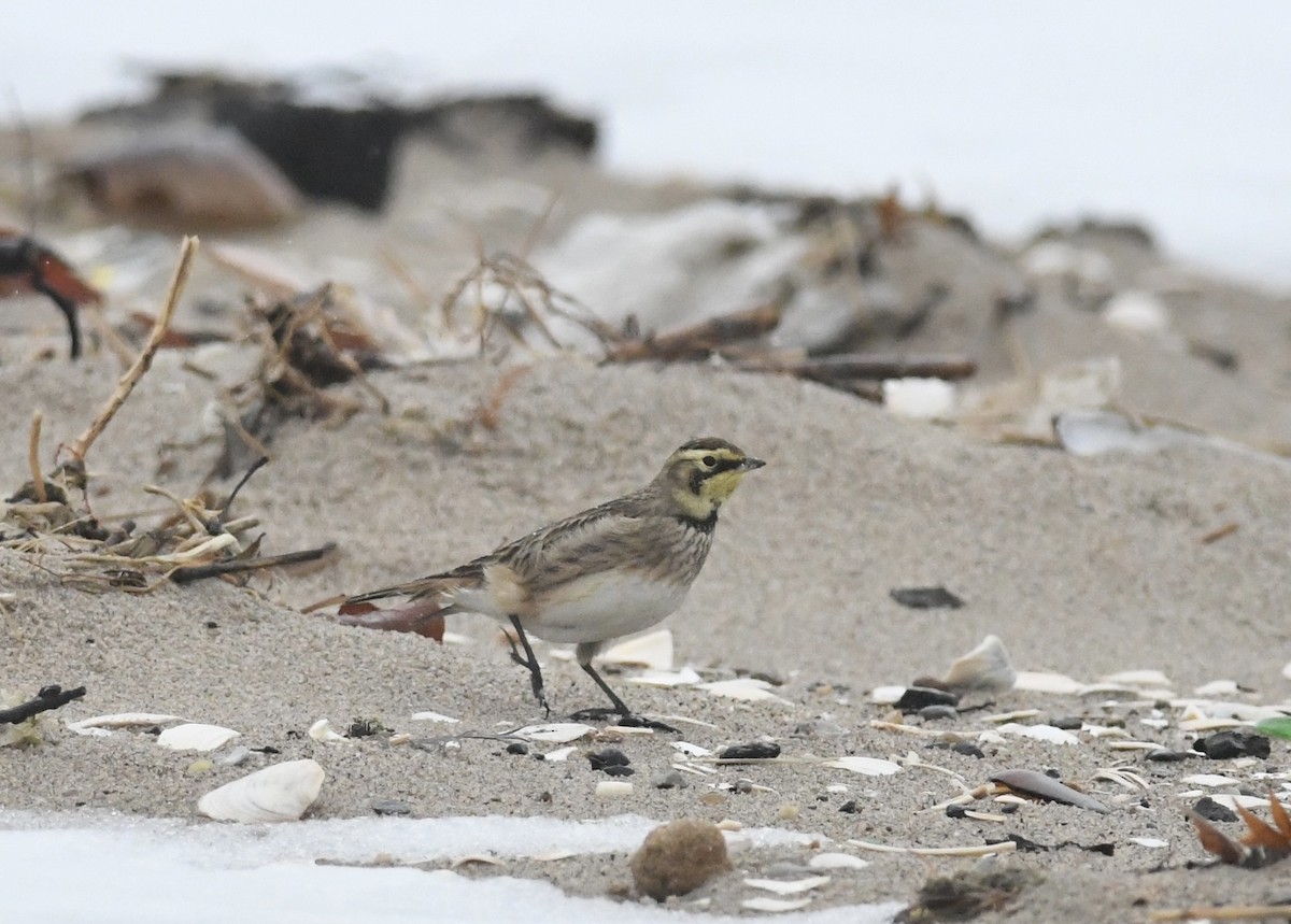 ハマヒバリ - ML647785668