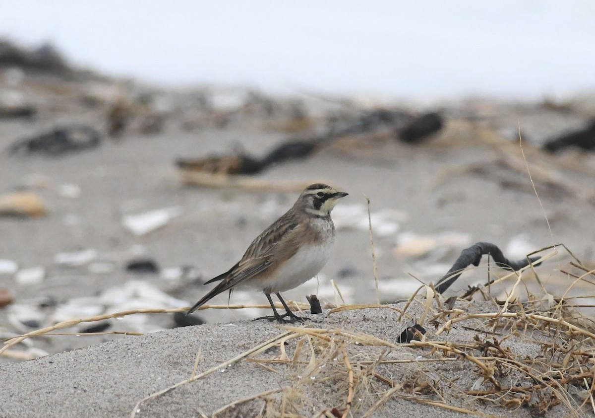 ハマヒバリ - ML647785669