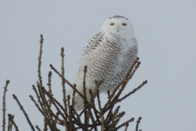 シロフクロウ - ML647785674