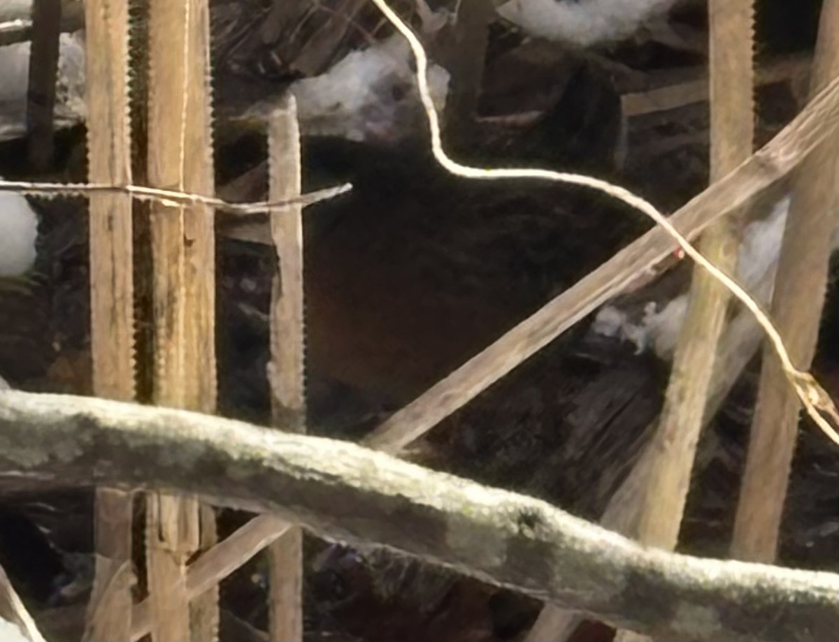 Virginia Rail - ML647785718