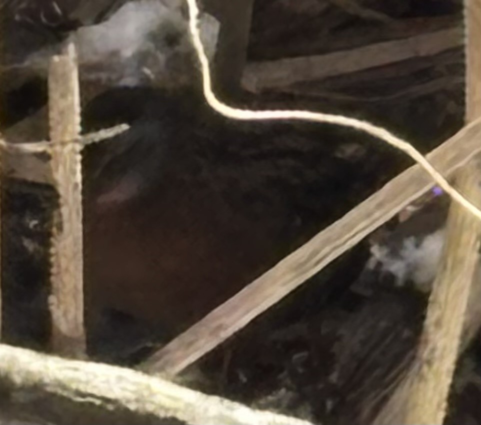 Virginia Rail - ML647785719