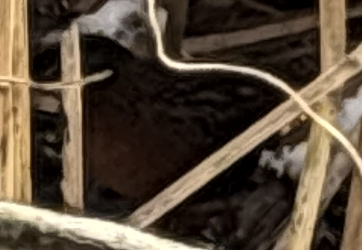 Virginia Rail - ML647785721