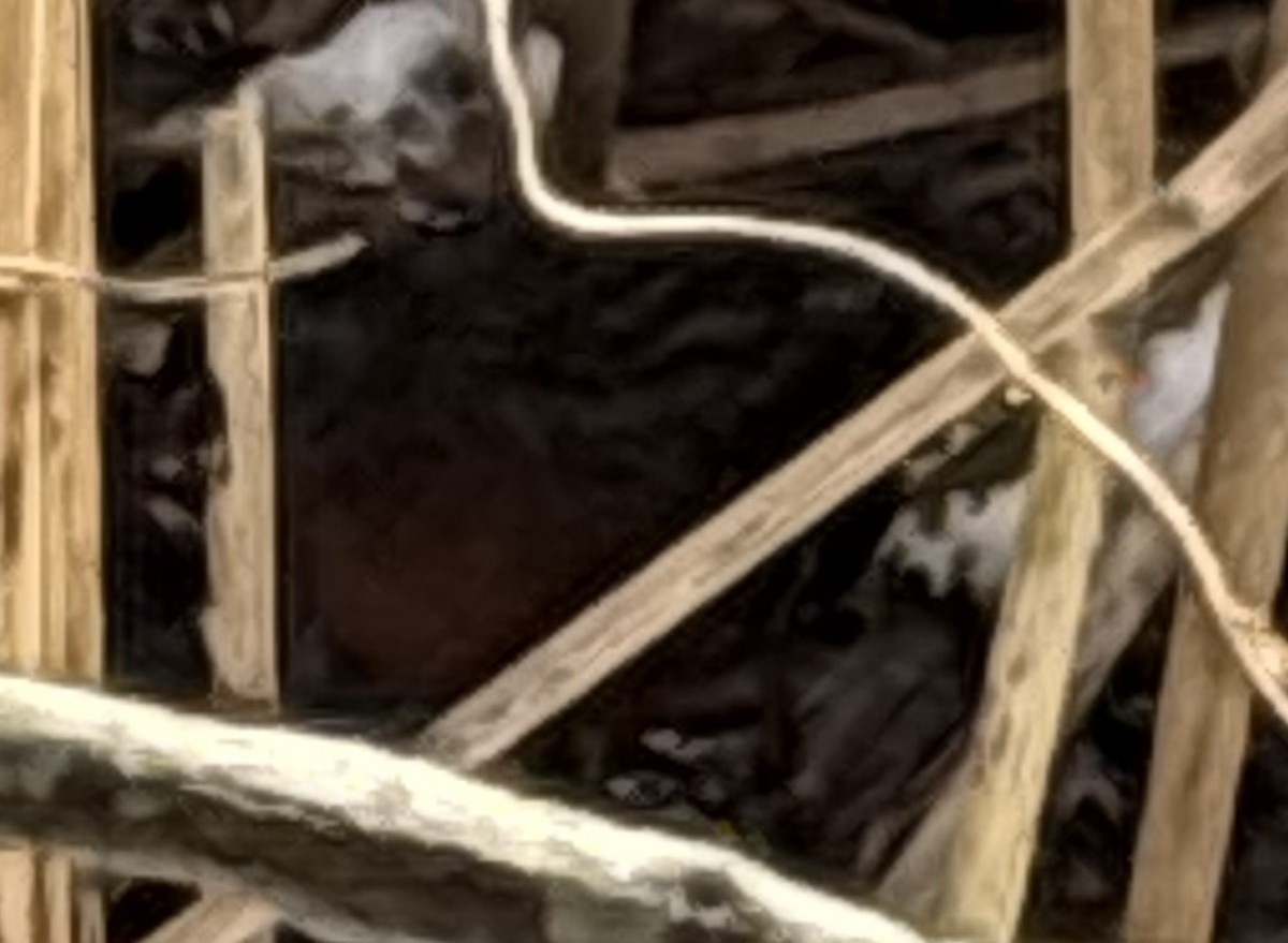 Virginia Rail - ML647785723