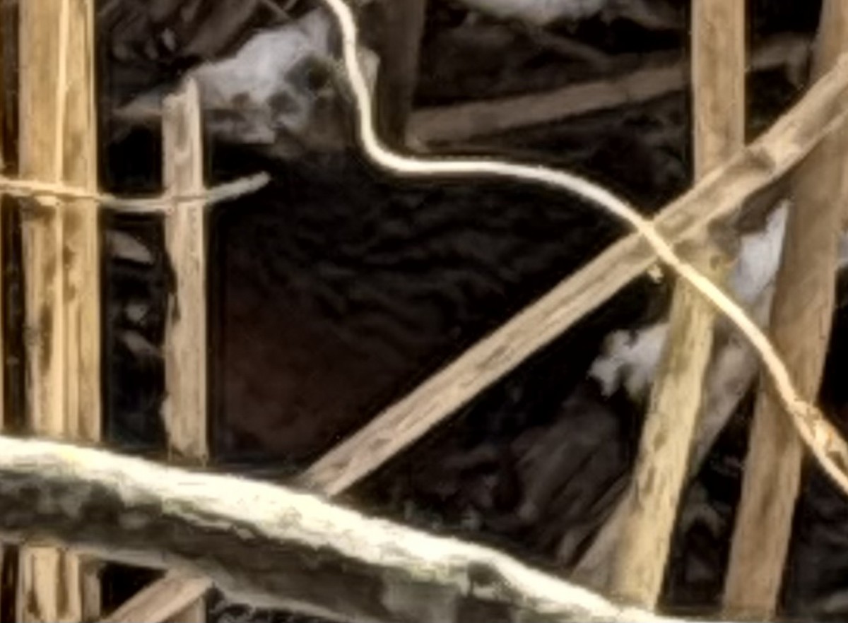 Virginia Rail - ML647785724