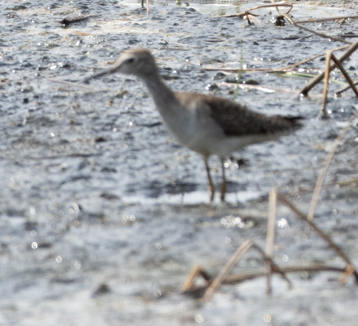 タカブシギ - ML647785730