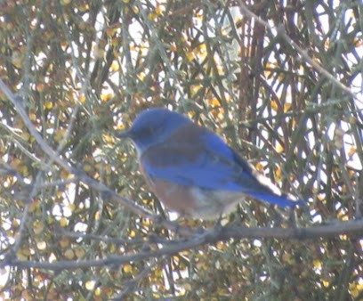 Western Bluebird - ML647785733