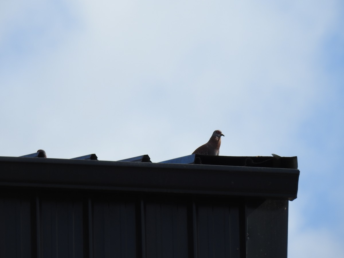 Uso ginearra - ML647785734