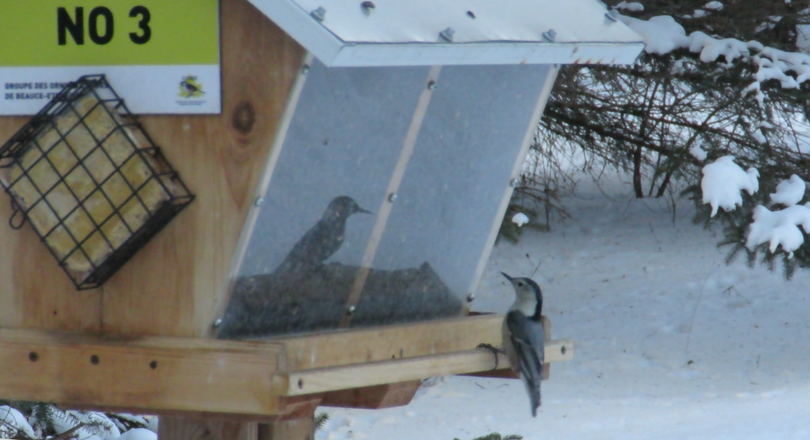 White-breasted Nuthatch - ML647785736