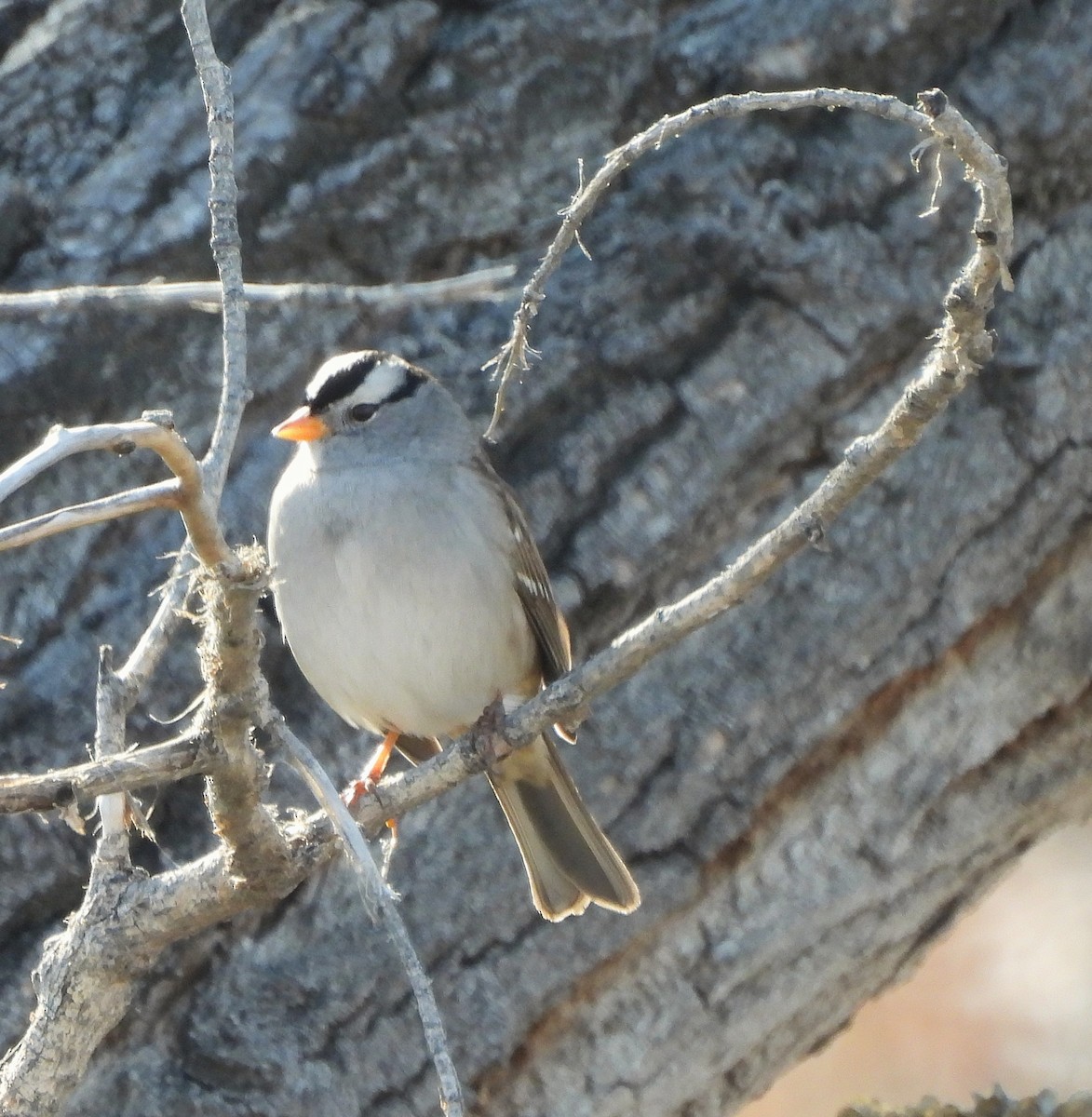 Porsuk Serçesi - ML647785743