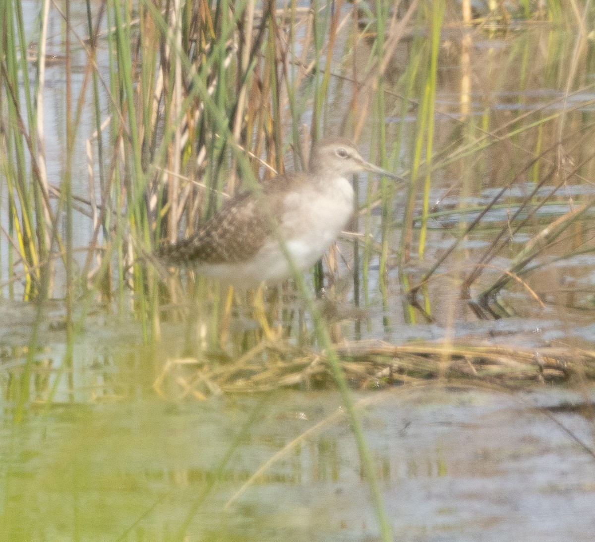 タカブシギ - ML647785766