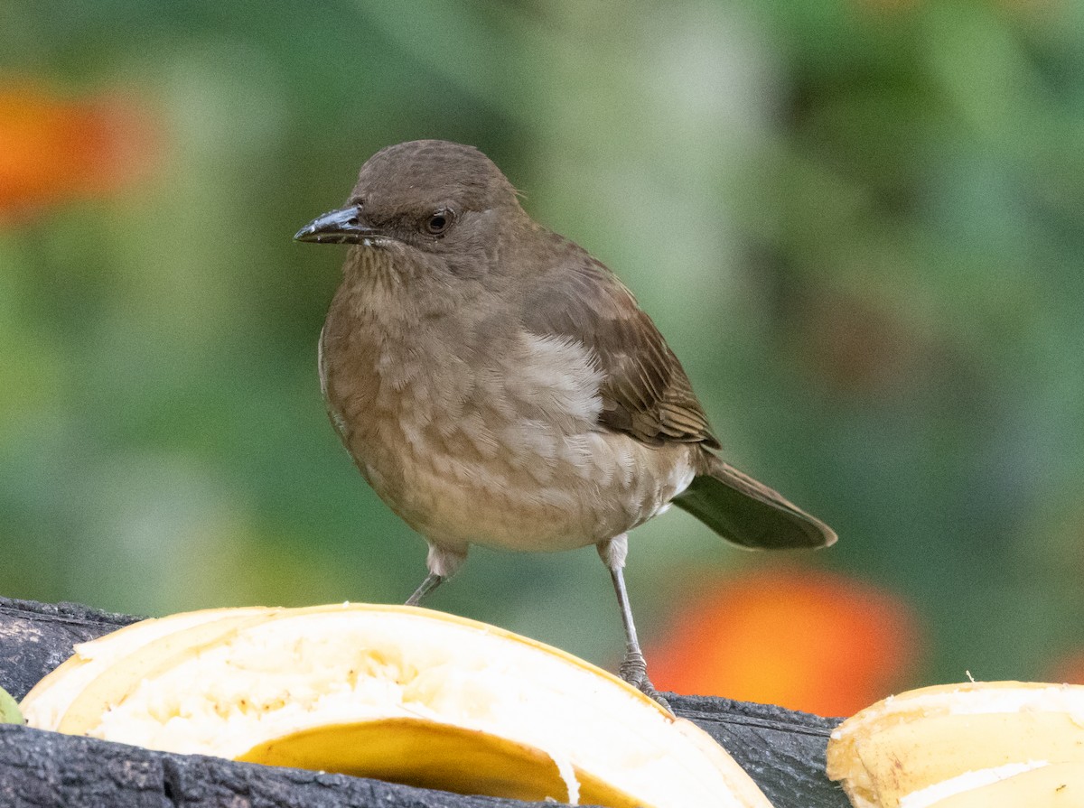 Black-billed Thrush - ML647785771