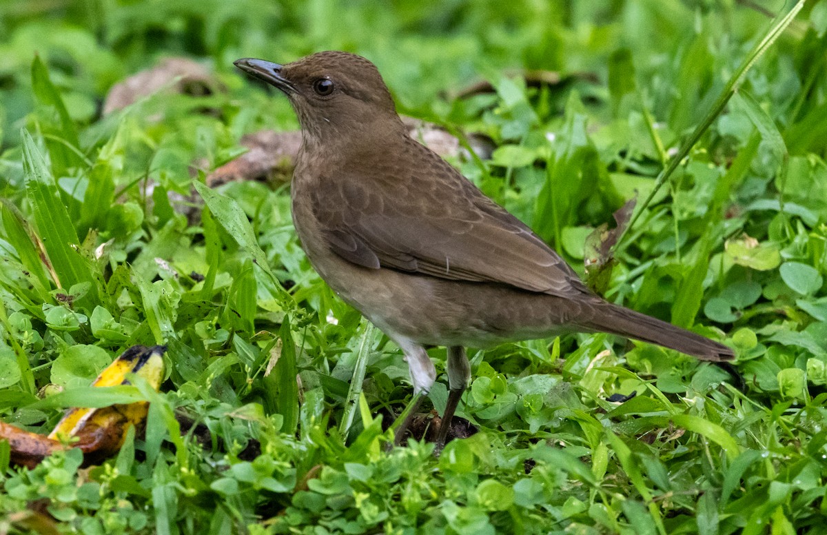 Black-billed Thrush - ML647785773