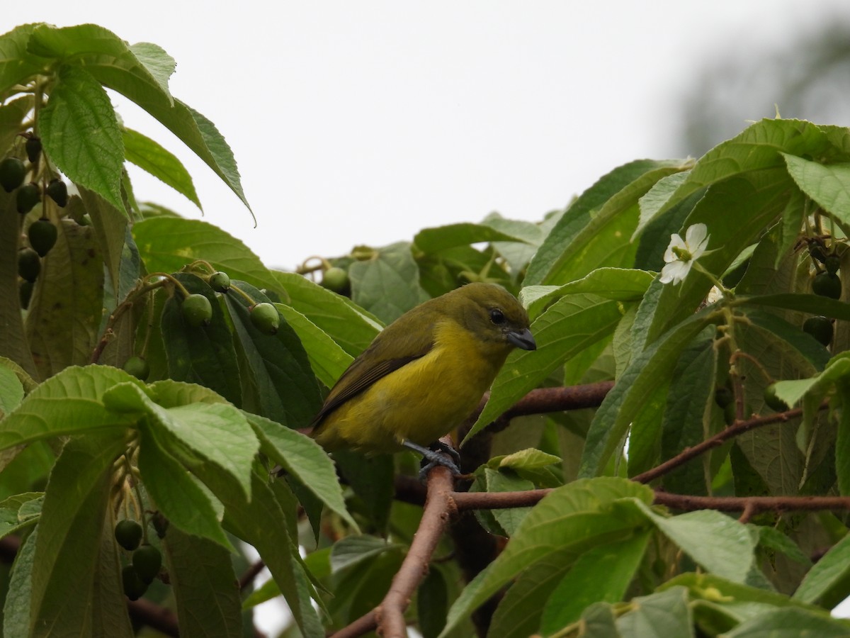 Kalın Gagalı Öfonya - ML647785775