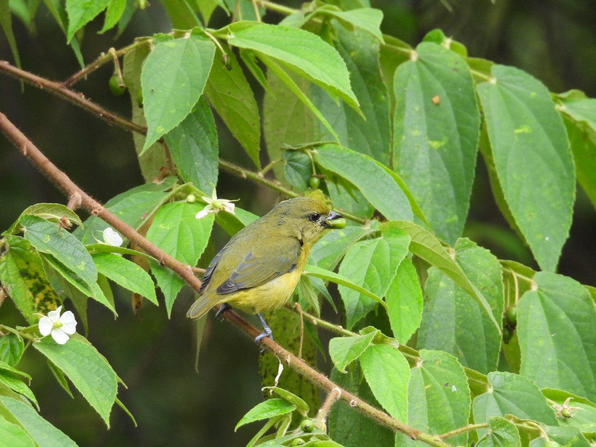 Kalın Gagalı Öfonya - ML647785776