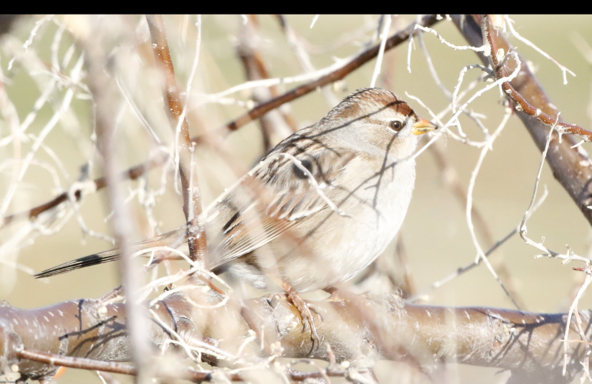 Porsuk Serçesi (gambelii) - ML647785789