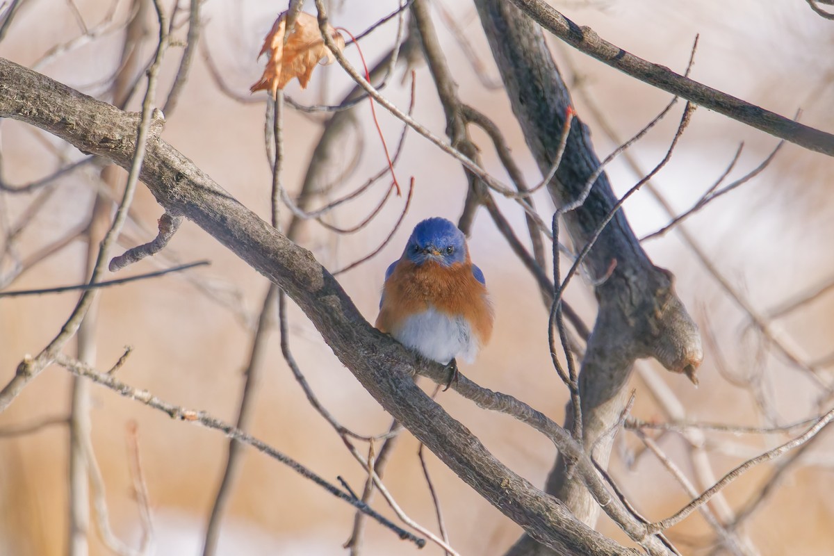 Eastern Bluebird - ML647785790