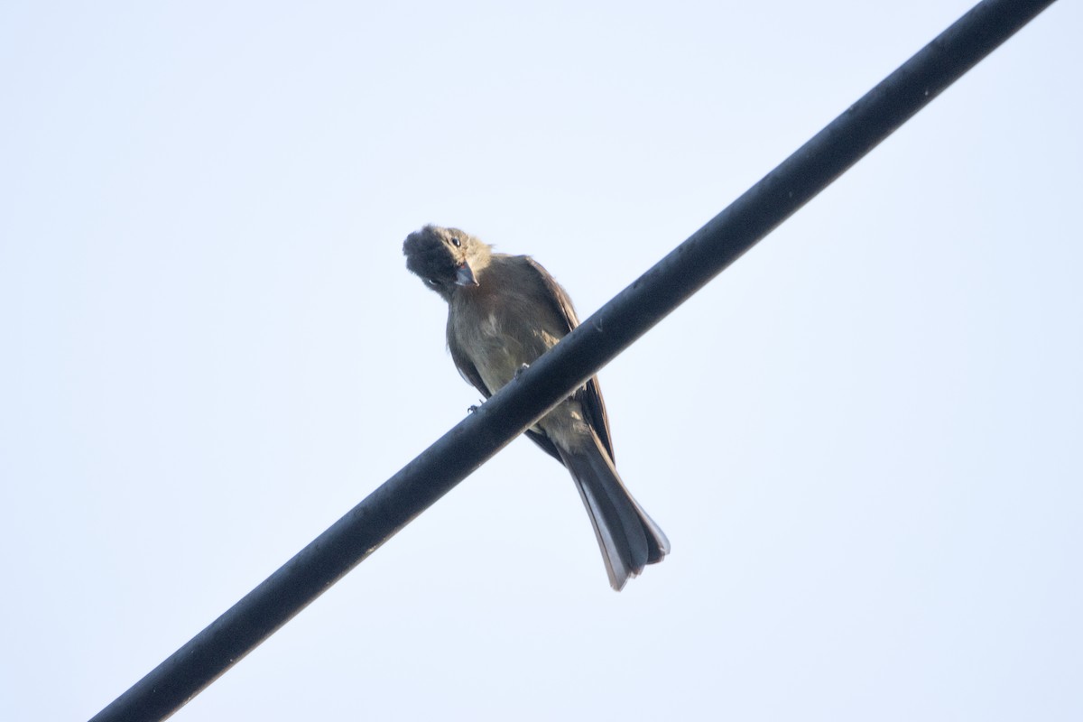 Greater Pewee - ML647785800