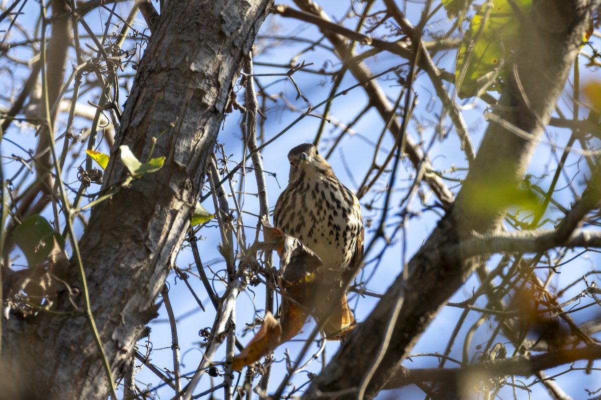Brown Thrasher - ML647785803