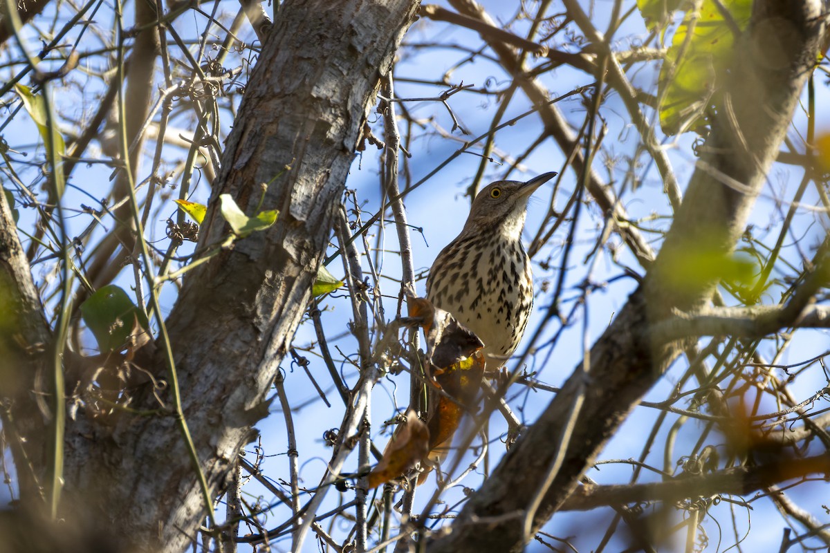 Brown Thrasher - ML647785804