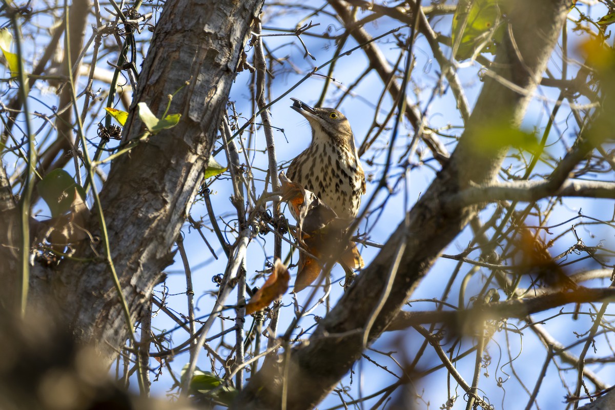 Brown Thrasher - ML647785805