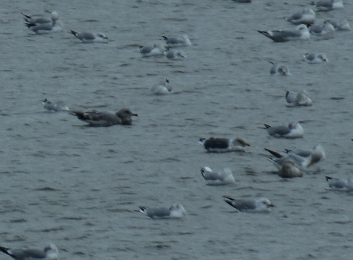 Lesser Black-backed Gull - ML647785832