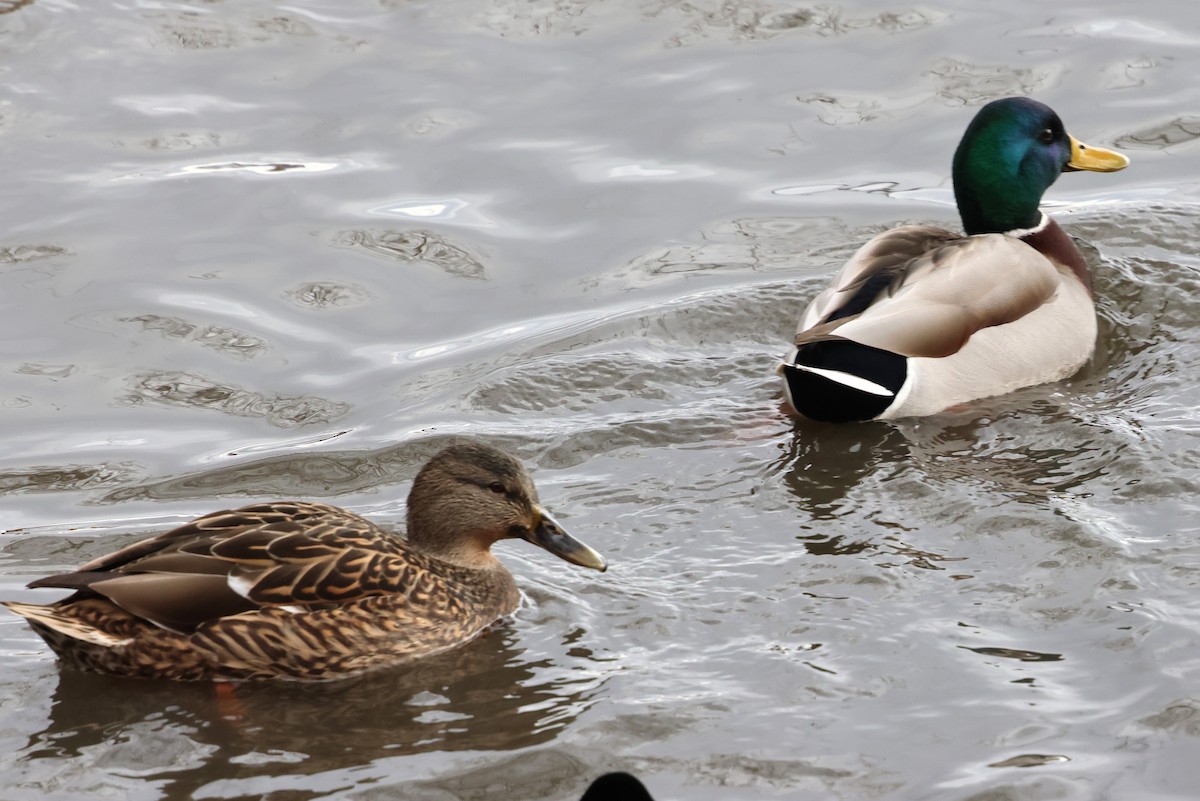 kachna divoká - ML647785840