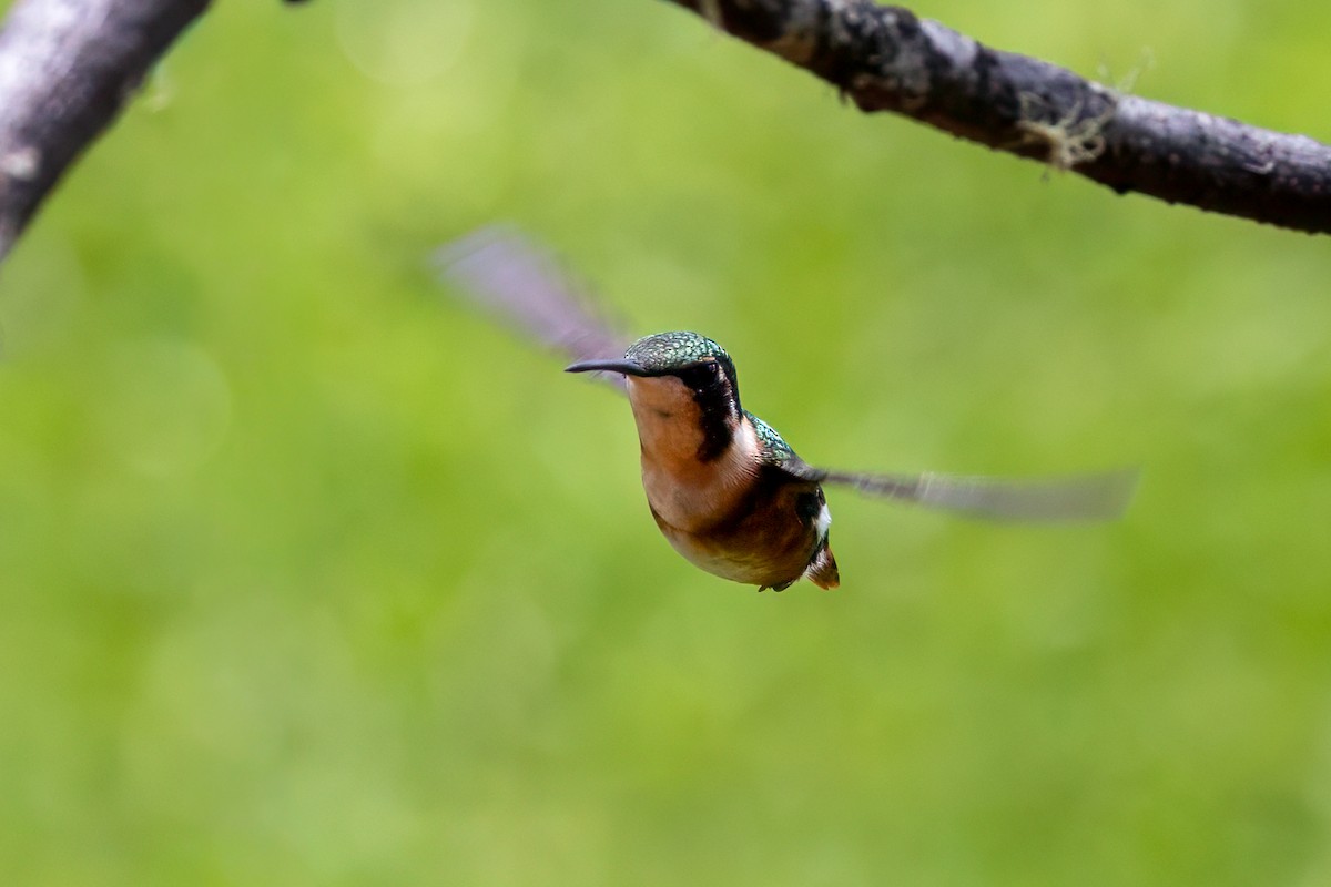 Ak Göbekli Ormanyıldızı - ML647785850