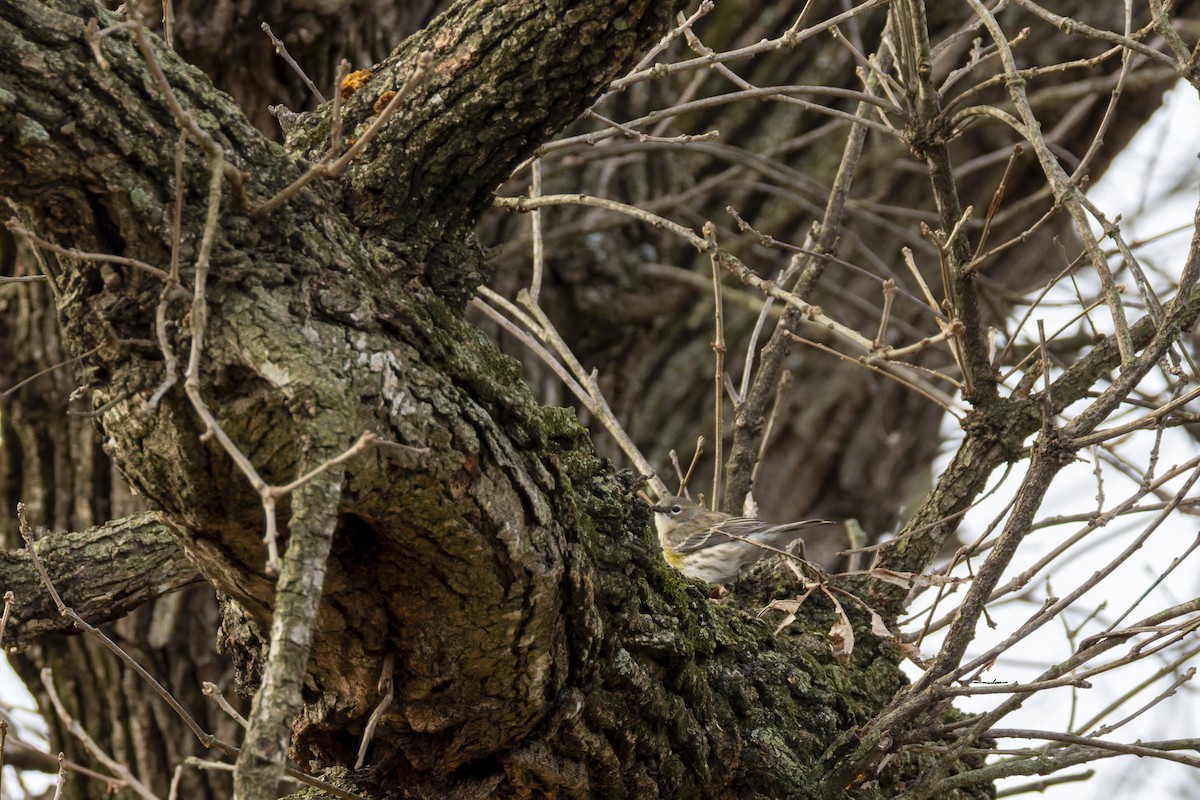 Taçlı Ötleğen - ML647785859