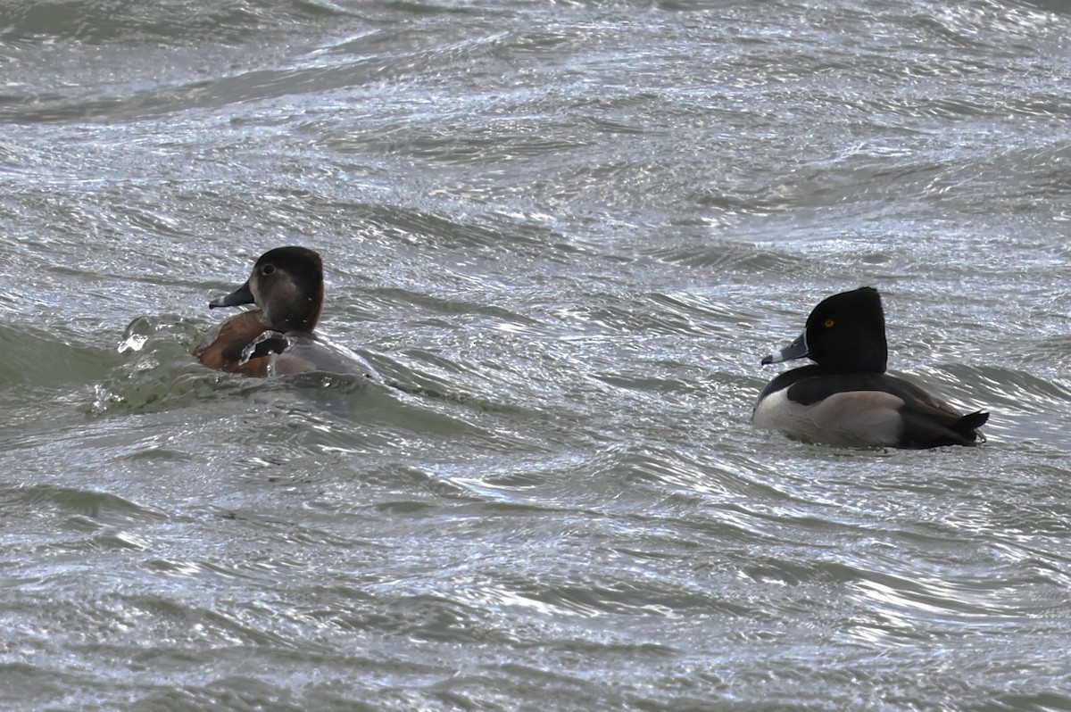 polák proužkozobý - ML647785860