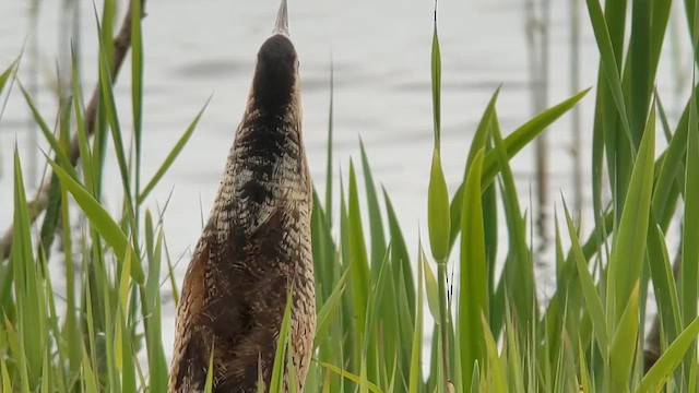 Бугай водяний - ML647785862