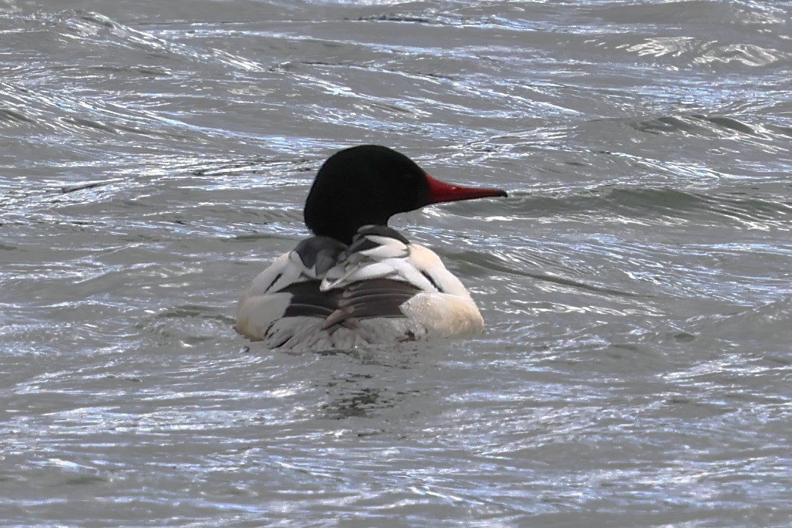 morčák velký - ML647785875