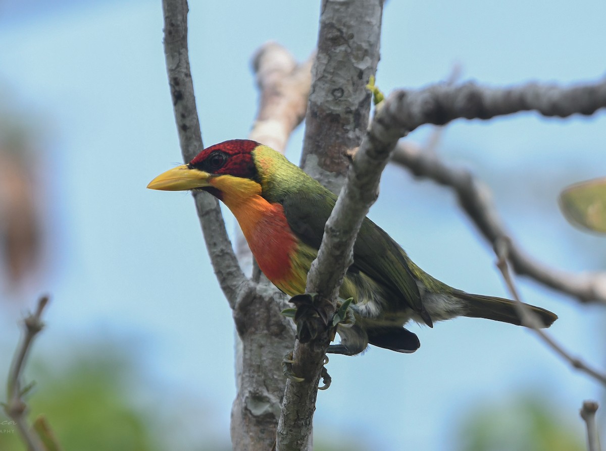 キノドゴシキドリ - ML647785880