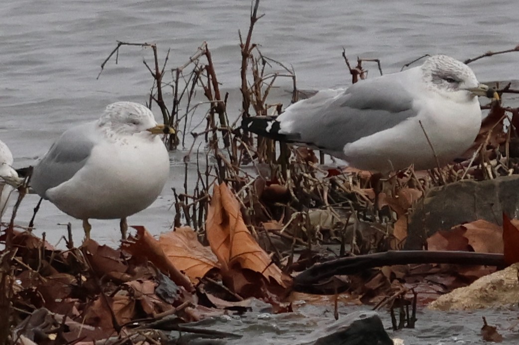 racek kroužkozobý - ML647785894