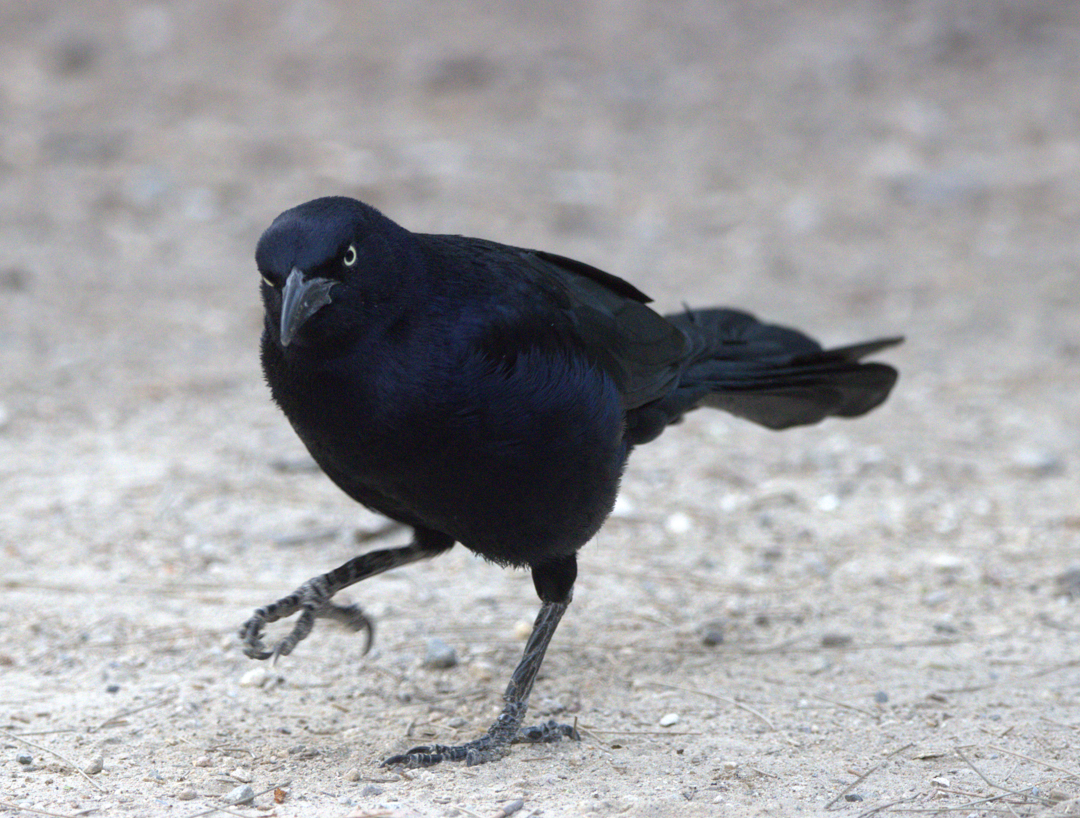 Great-tailed Grackle - ML647785896