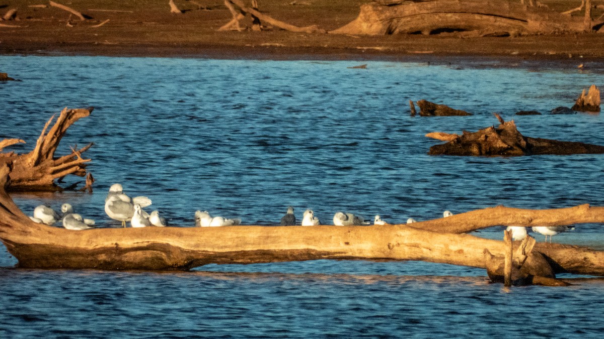 gull sp. - ML647785898