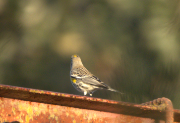 Taçlı Ötleğen - ML647785906