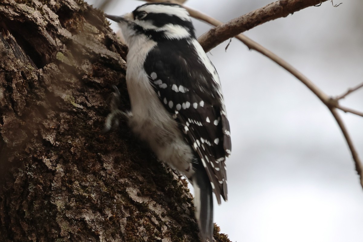 strakapoud osikový - ML647785915