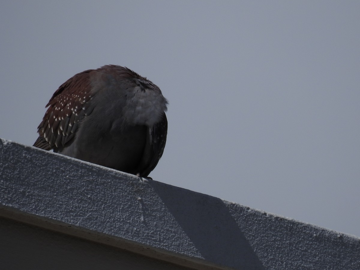 Uso ginearra - ML647785925