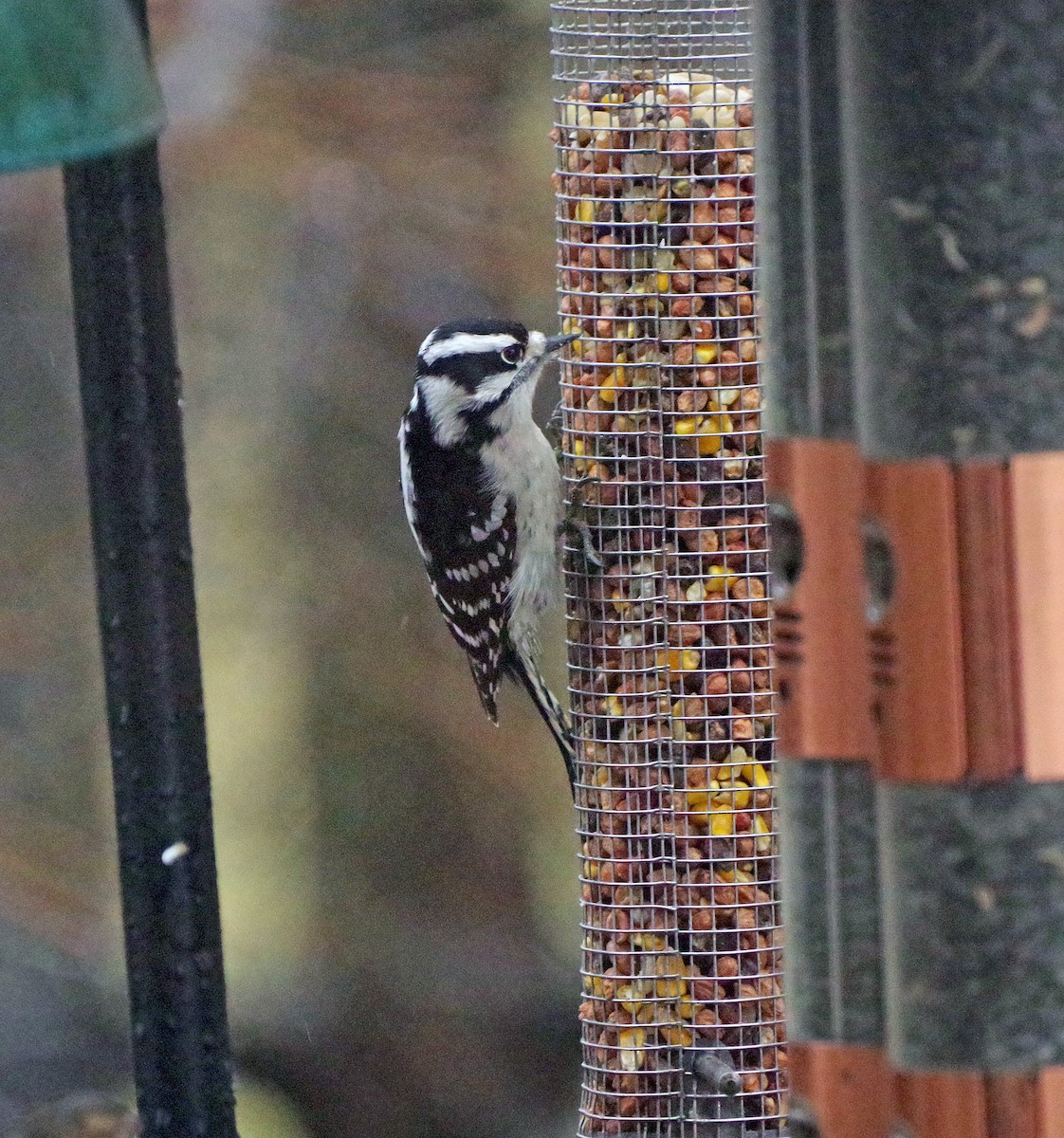 strakapoud osikový - ML647785932