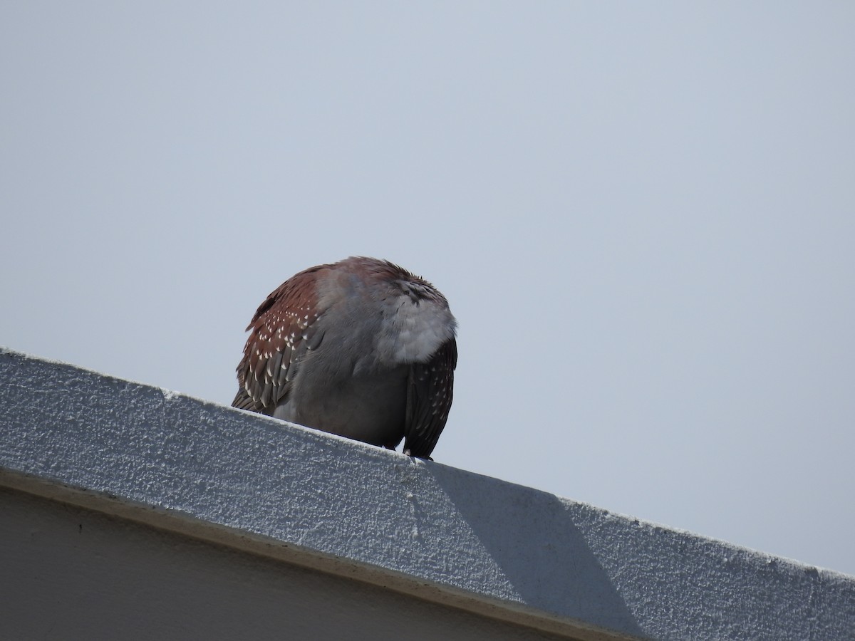 Uso ginearra - ML647785944