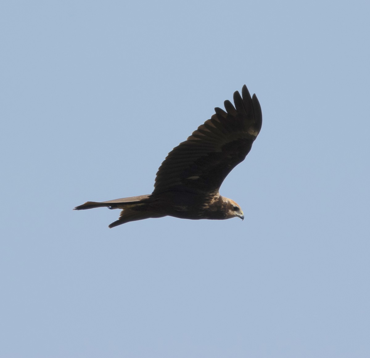 Western Marsh Harrier - ML647785950