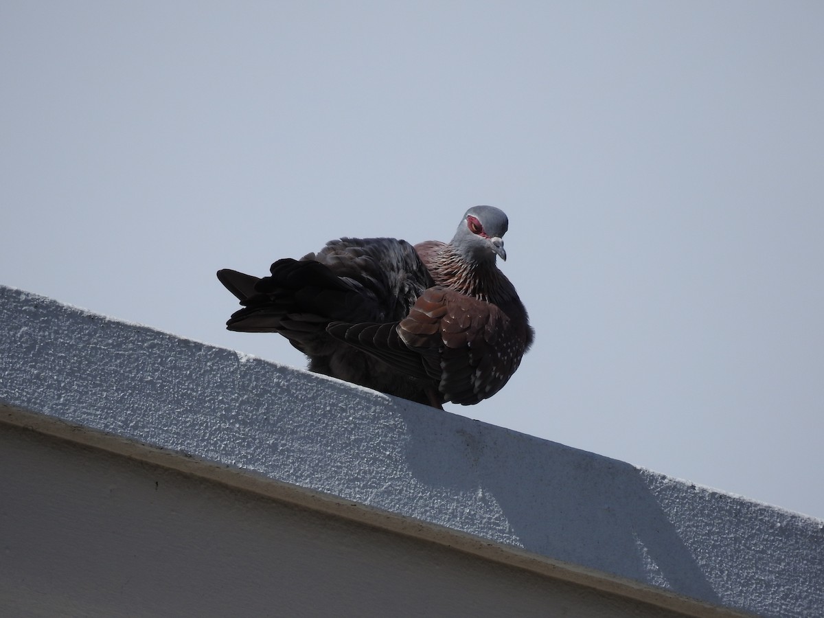 Uso ginearra - ML647785956