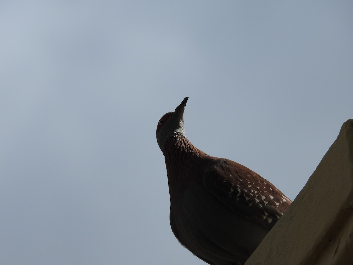 Uso ginearra - ML647785981