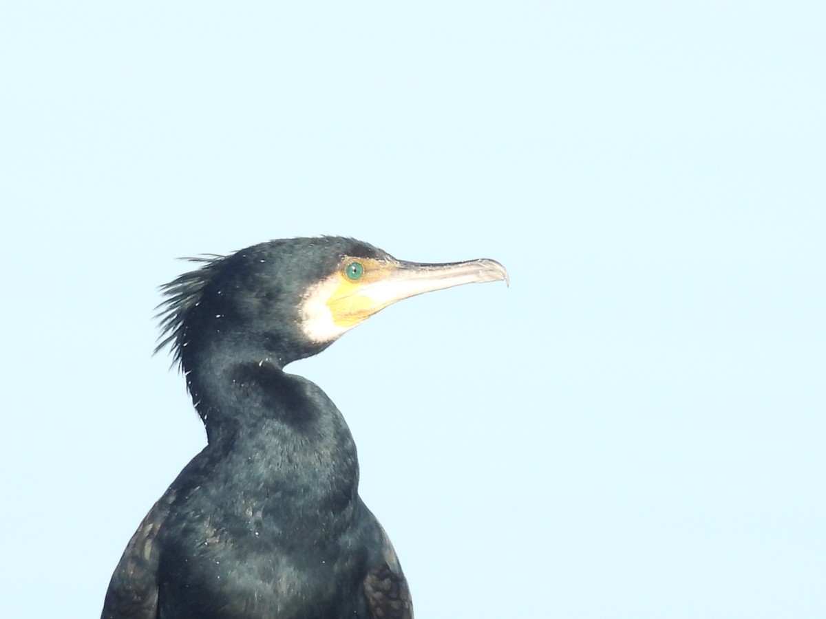 kormorán velký - ML647785982