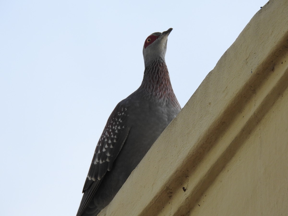 Uso ginearra - ML647785986