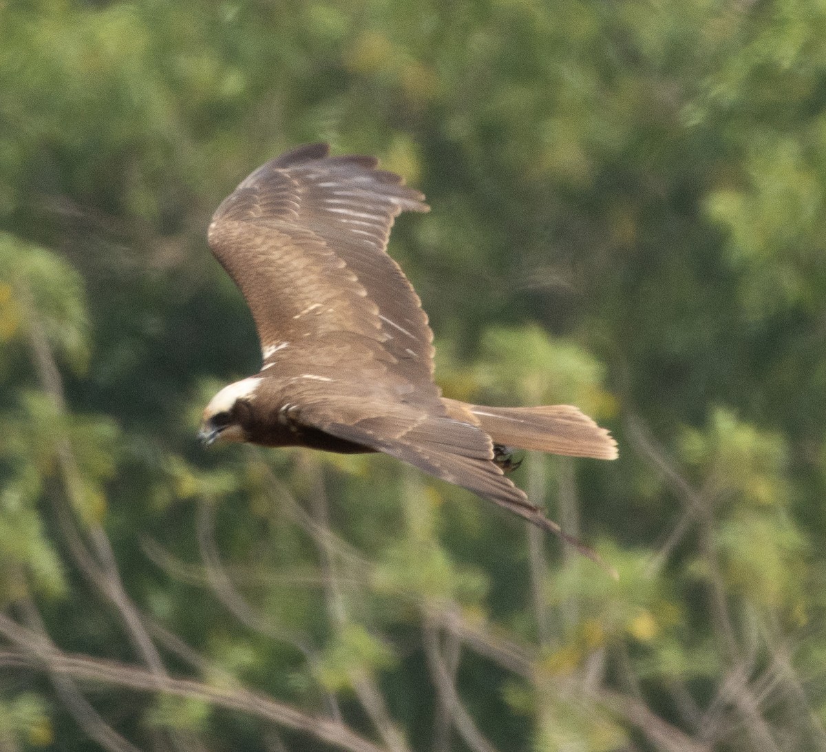 Western Marsh Harrier - ML647785990