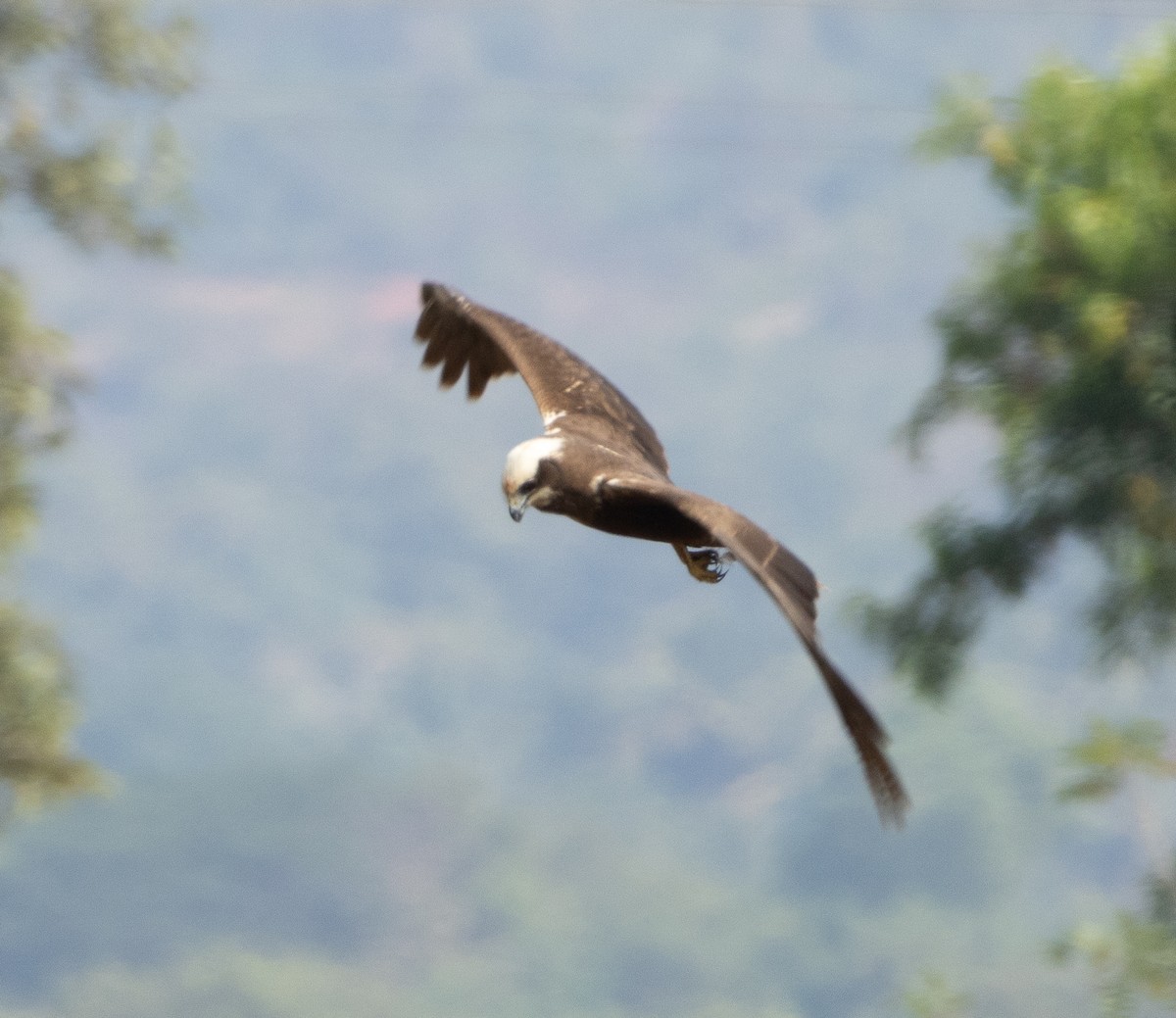Western Marsh Harrier - ML647785992