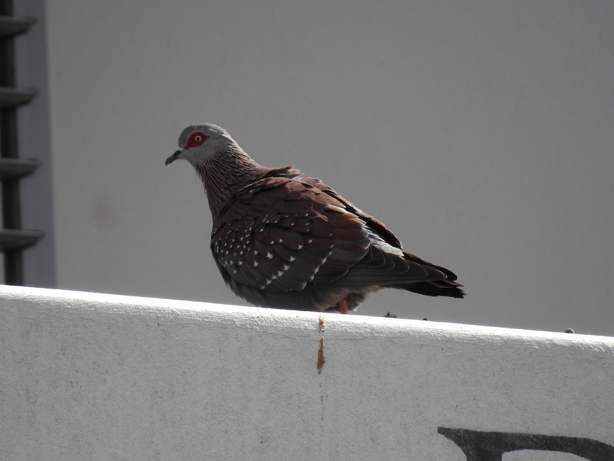 Uso ginearra - ML647785993